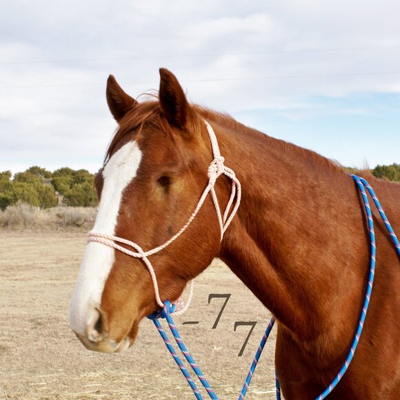 NEW Handmade Fully Rigged Lariat Rope Loping Halter Hackamore - Arab/Cob Size - Picture 1 of 9